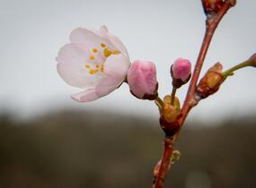 Trnka obecná 'Rosea' - Prunus spinosa 'Rosea'