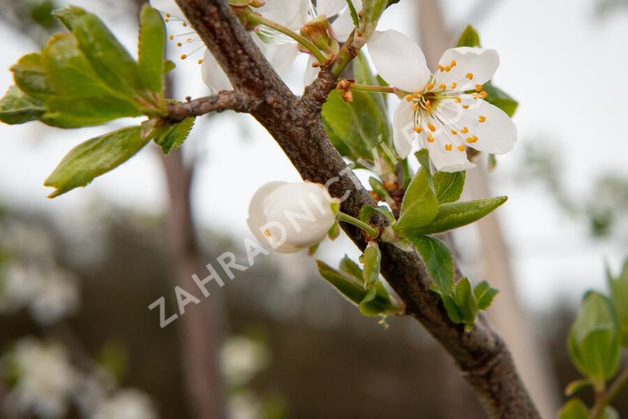 Višeň chloupkatá - Prunus subhirtella