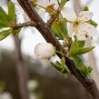 Višeň chloupkatá - Prunus subhirtella