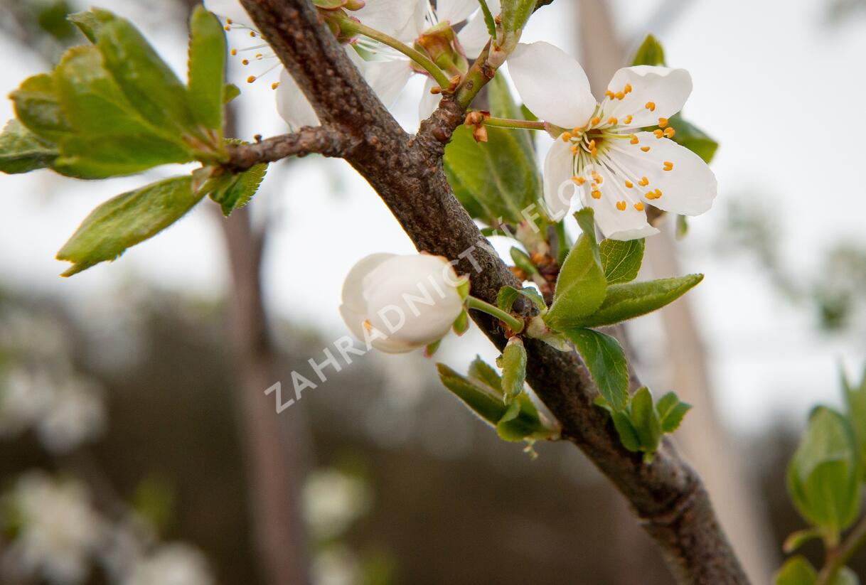 Višeň chloupkatá - Prunus subhirtella