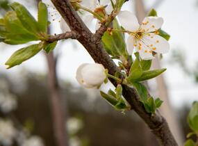 Višeň chloupkatá - Prunus subhirtella