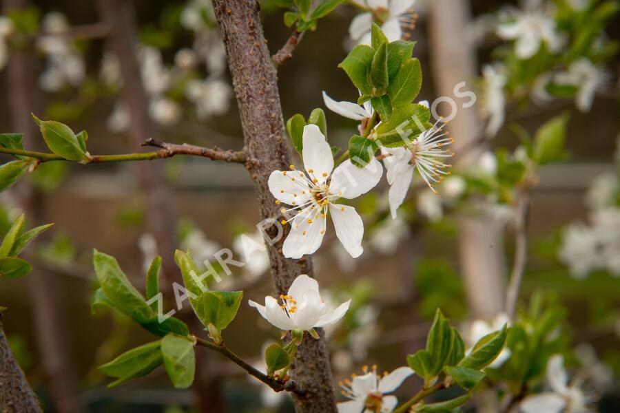 Višeň chloupkatá - Prunus subhirtella