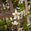 Višeň chloupkatá - Prunus subhirtella