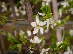 Višeň chloupkatá - Prunus subhirtella
