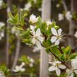 Višeň chloupkatá - Prunus subhirtella