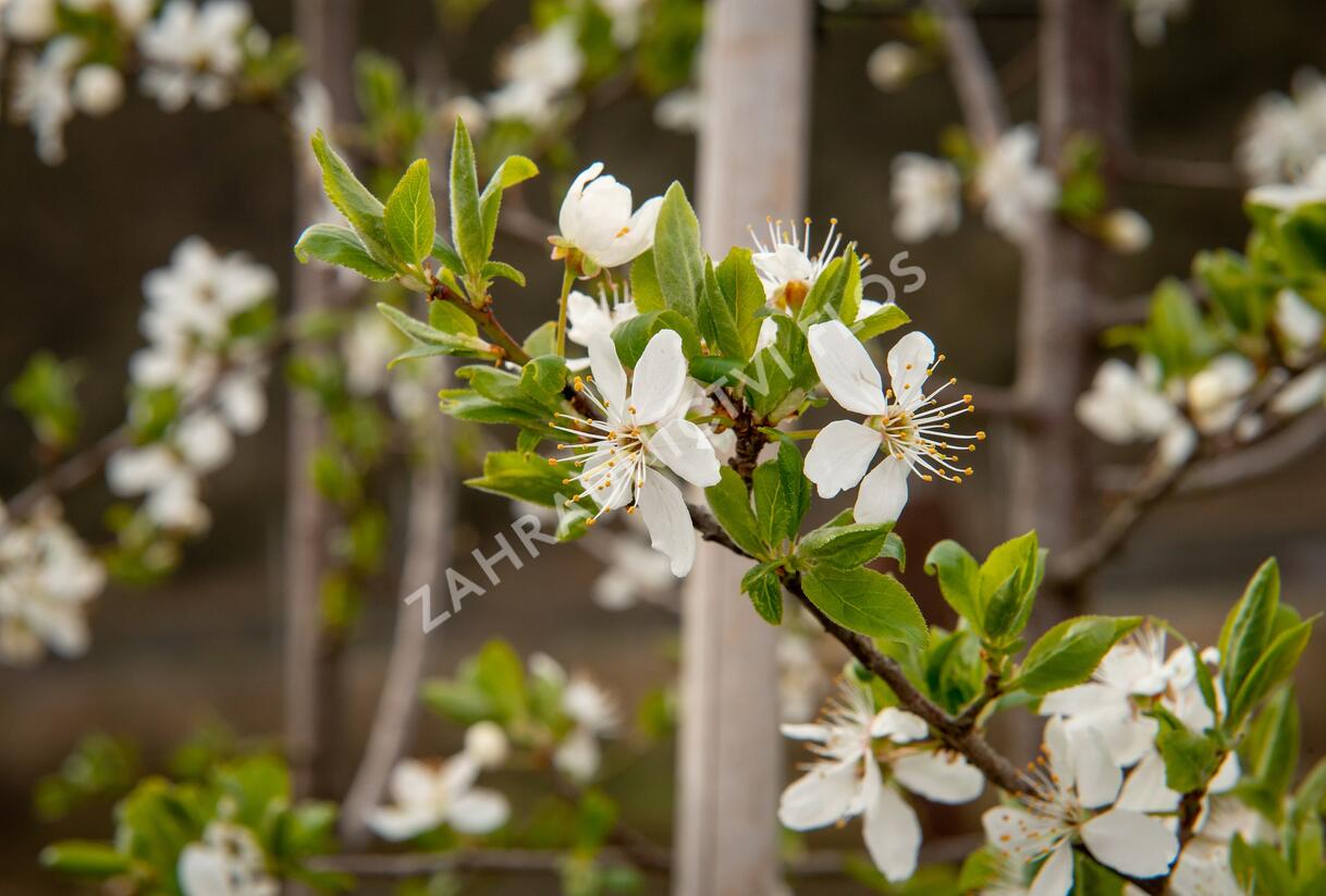 Višeň chloupkatá - Prunus subhirtella