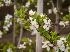 Višeň chloupkatá - Prunus subhirtella