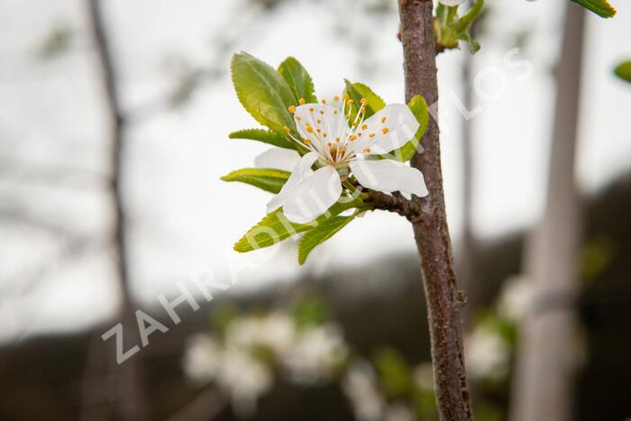 Višeň chloupkatá - Prunus subhirtella