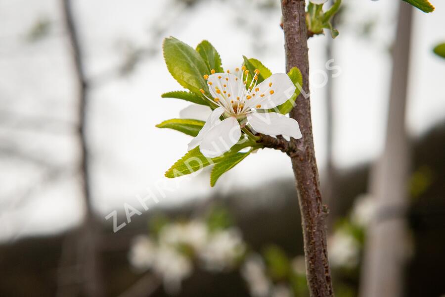 Višeň chloupkatá - Prunus subhirtella