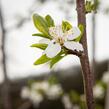 Višeň chloupkatá - Prunus subhirtella