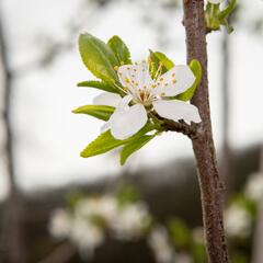 Višeň chloupkatá - Prunus subhirtella