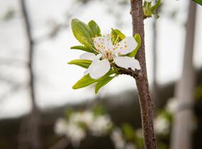 Višeň chloupkatá - Prunus subhirtella