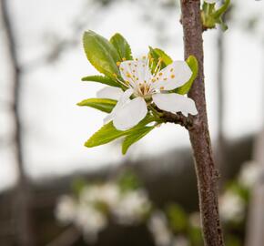 Višeň chloupkatá - Prunus subhirtella
