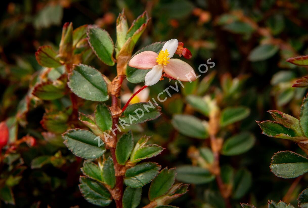 Begónie listnatá - Begonia foliosa