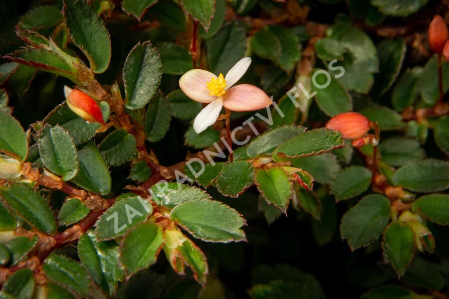 Begónie listnatá - Begonia foliosa