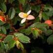 Begónie listnatá - Begonia foliosa