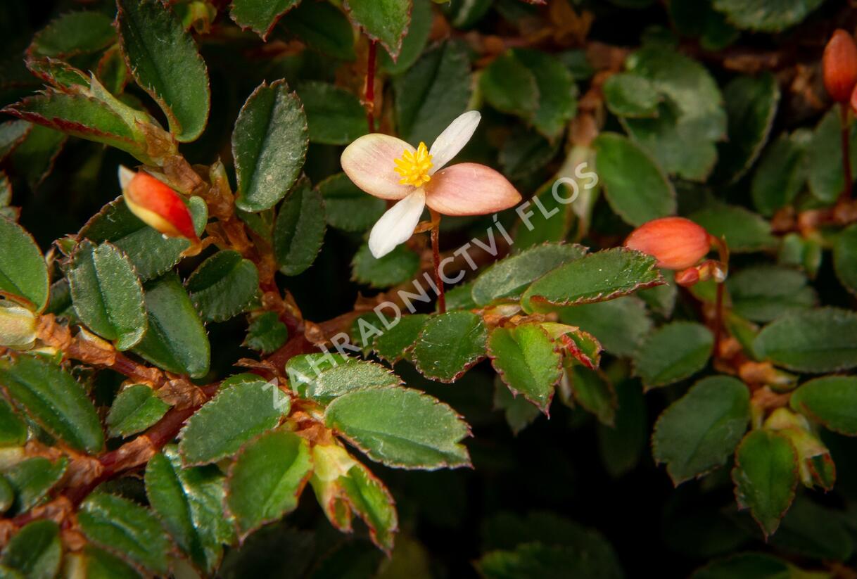 Begónie listnatá - Begonia foliosa