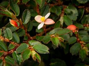 Begónie listnatá - Begonia foliosa