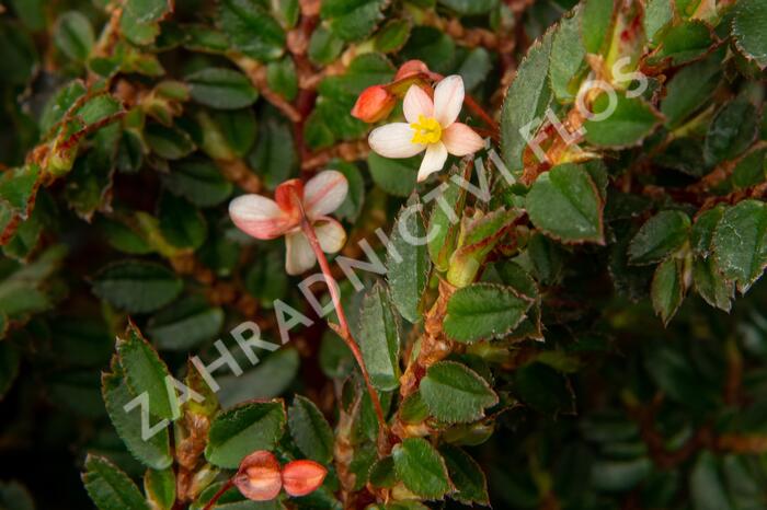 Begónie listnatá - Begonia foliosa