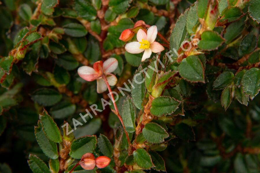 Begónie listnatá - Begonia foliosa