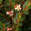 Begónie listnatá - Begonia foliosa