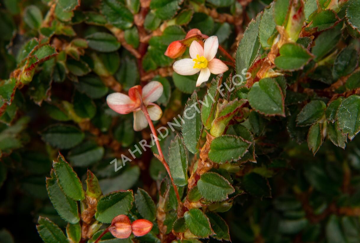Begónie listnatá - Begonia foliosa