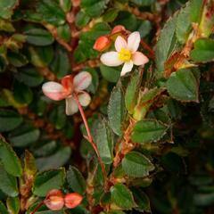 Begónie listnatá - Begonia foliosa