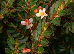 Begónie listnatá - Begonia foliosa