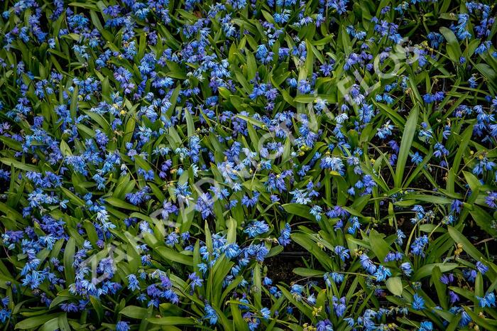 Ladoňka sibiřská - Scilla siberica