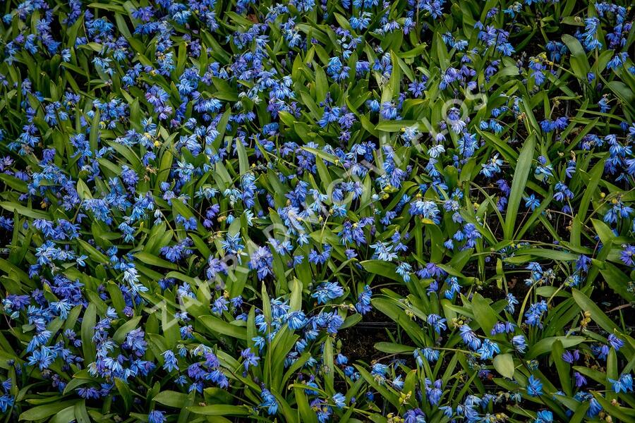 Ladoňka sibiřská - Scilla siberica