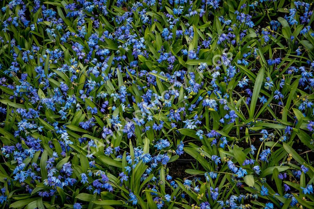 Ladoňka sibiřská - Scilla siberica