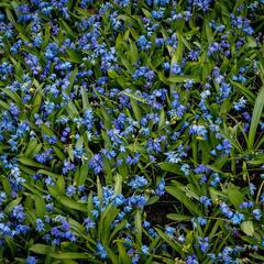 Ladoňka sibiřská - Scilla siberica