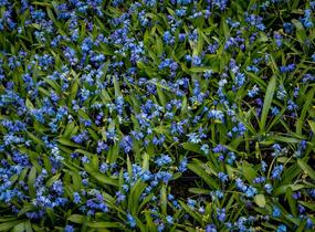 Ladoňka sibiřská - Scilla siberica