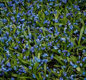 Ladoňka sibiřská - Scilla siberica