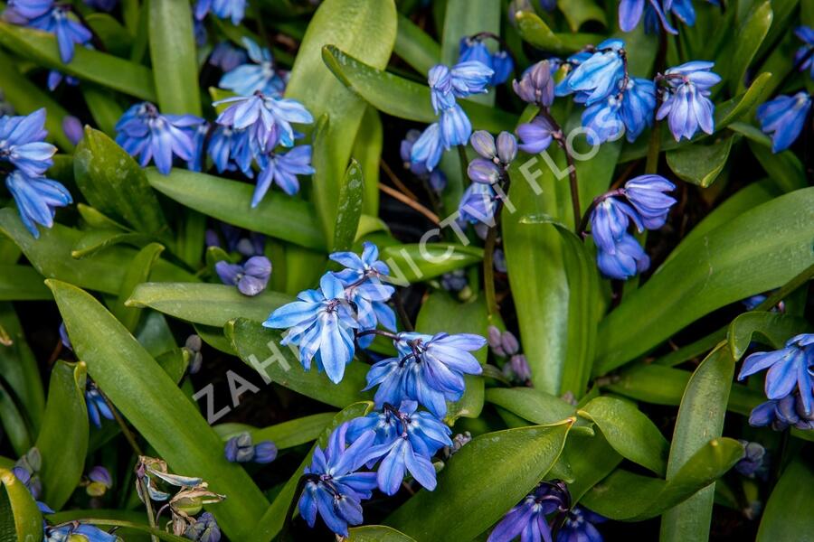 Ladoňka sibiřská - Scilla siberica