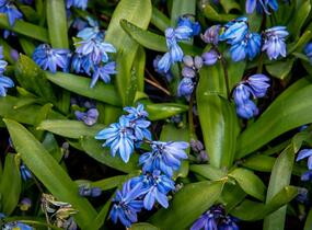 Ladoňka sibiřská - Scilla siberica
