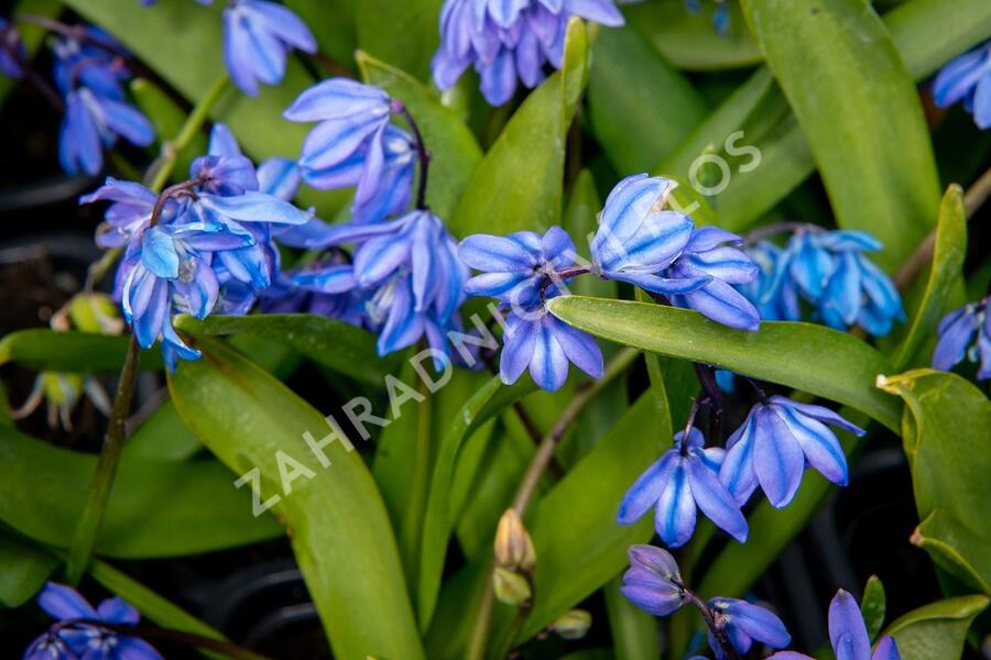 Ladoňka sibiřská - Scilla siberica