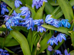 Ladoňka sibiřská - Scilla siberica