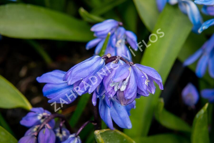 Ladoňka sibiřská - Scilla siberica