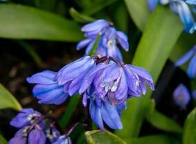 Ladoňka sibiřská - Scilla siberica