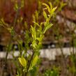 Jilm habrolistý - Ulmus carpinifolia