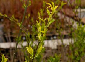 Jilm habrolistý - Ulmus carpinifolia
