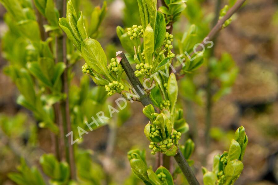 Jilm habrolistý - Ulmus carpinifolia