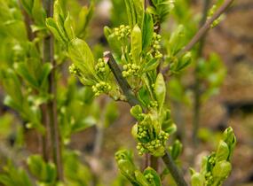 Jilm habrolistý - Ulmus carpinifolia