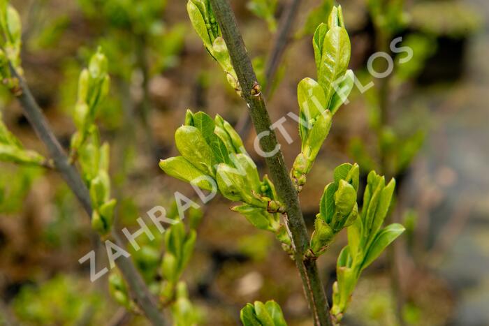 Jilm habrolistý - Ulmus carpinifolia