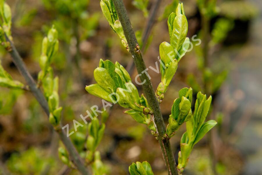 Jilm habrolistý - Ulmus carpinifolia