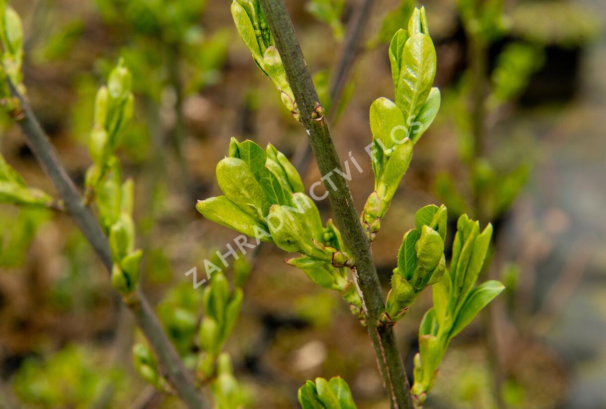 Jilm habrolistý - Ulmus carpinifolia