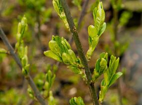 Jilm habrolistý - Ulmus carpinifolia