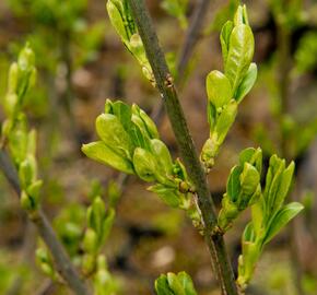 Jilm habrolistý - Ulmus carpinifolia