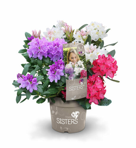 Pěnišník 'Three Sisters' - Rhododendron 'Three Sisters'